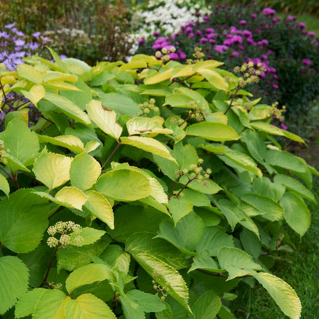 Sun King Aralia - Image 2