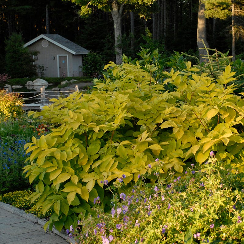 Sun King Aralia - Image 4