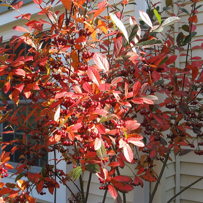 Brilliantissima Red Chokeberry - Image 3