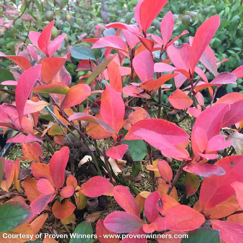Low Scape® Mound Chokeberry - Image 3