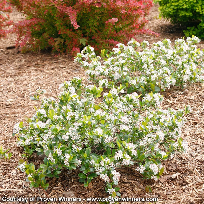 Low Scape® Mound Chokeberry - Image 6