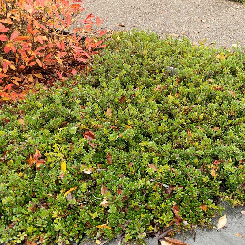 Bearberry - Image 3