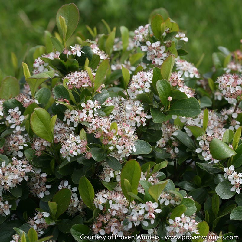 Bird Watcher Native Shrub Collection - Image 4