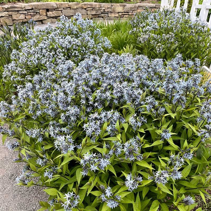 Eastern Bluestar - Image 5