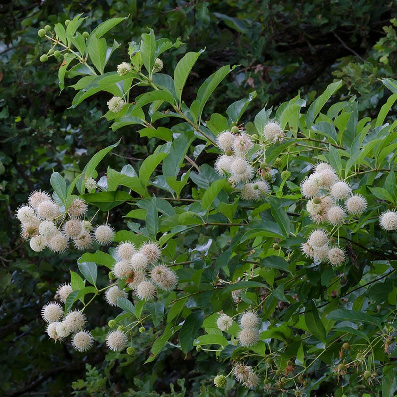Buttonbush - Image 2