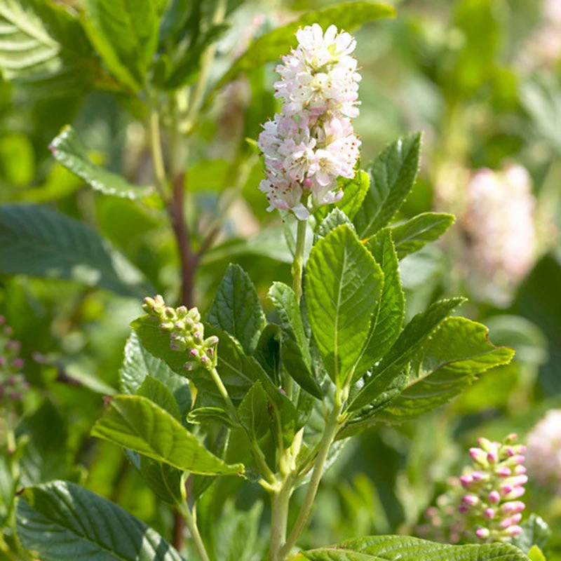Ruby Spice Clethra - Image 2