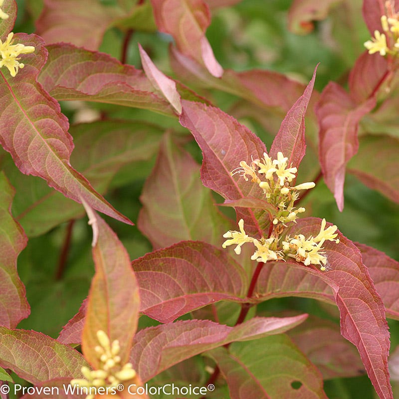 Kodiak® Orange Diervilla - Image 2