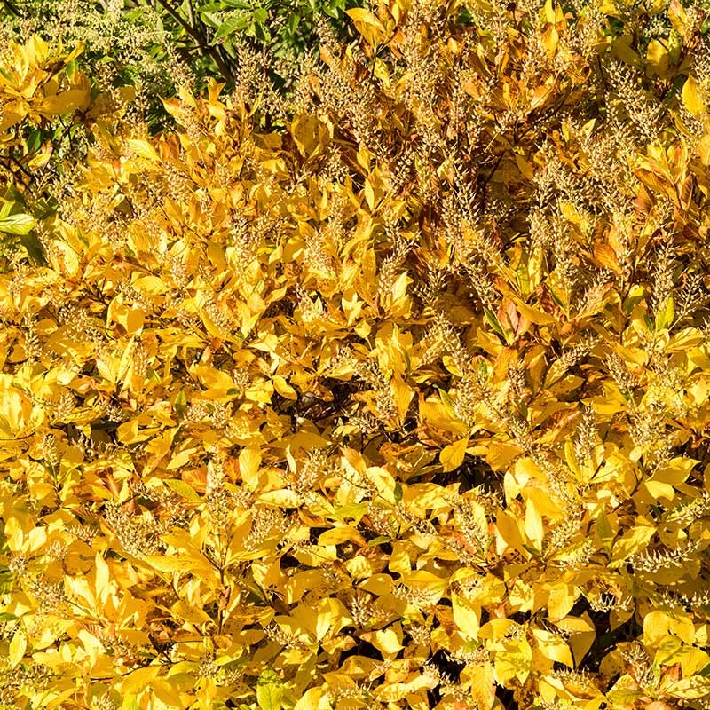 Fall Foliage Native Shrub Collection - Image 3