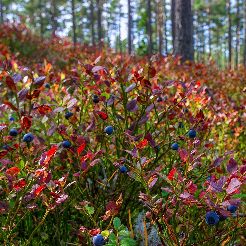 Fall Foliage Native Shrub Collection - Image 4