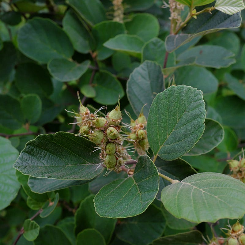 Dwarf Fothergilla - Image 3