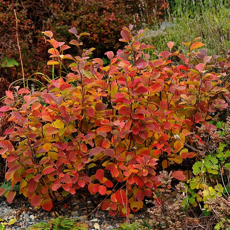 Dwarf Fothergilla - Image 4