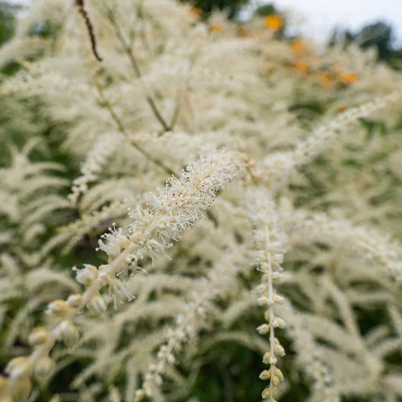 Kneiffii Goat's Beard - Image 2