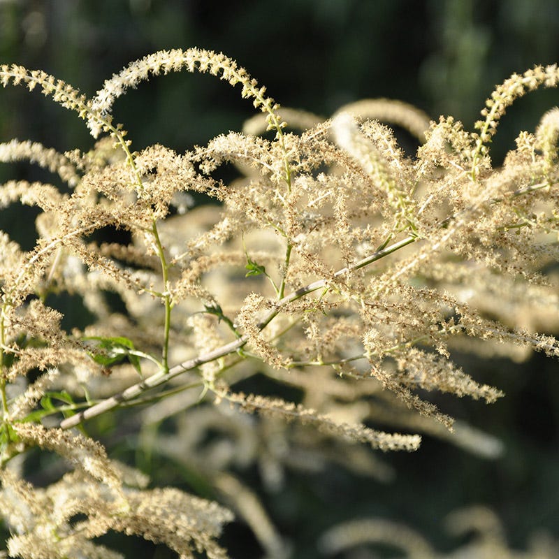 Kneiffii Goat's Beard - Image 3
