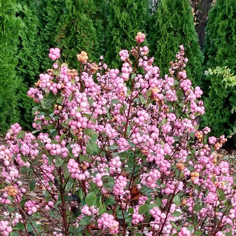 Pink Posy™ Snowberry - Image 2