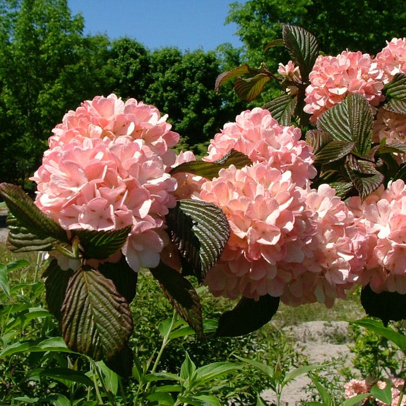 Sparkling Pink Champagne™ Viburnum - Image 4
