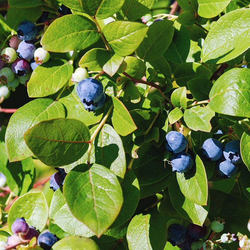 Brunswick Wild Blueberry - Image 3