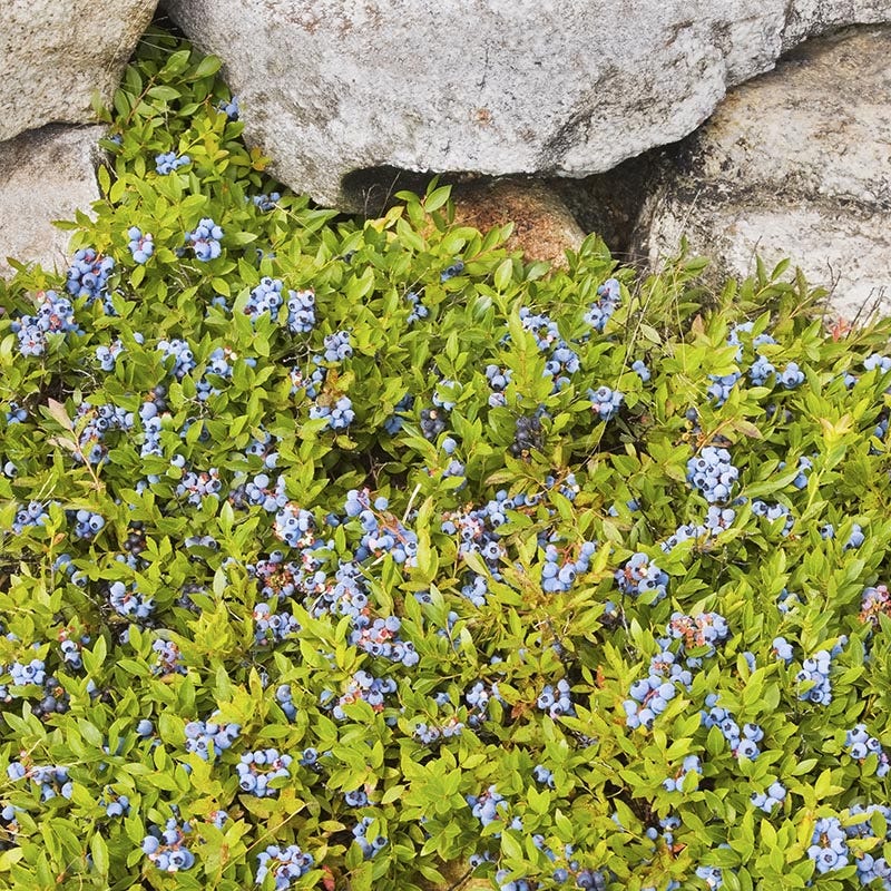 Ruby Carpet Wild Blueberry - Image 3