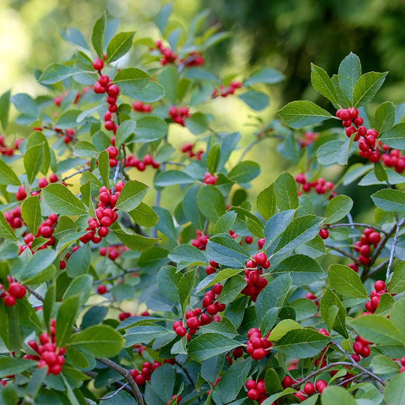 Magical® Berry Winterberry - Image 2