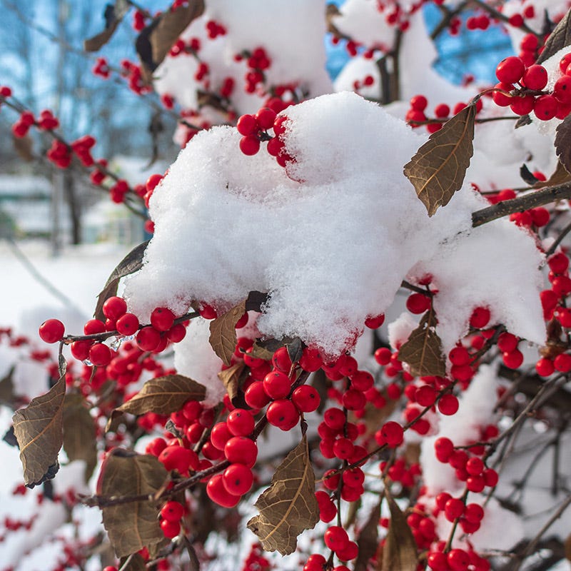 Magical® Berry Winterberry - Image 3