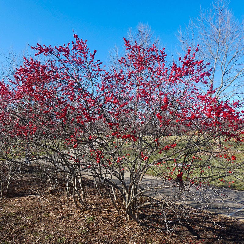 Winter Red Winterberry - Image 4