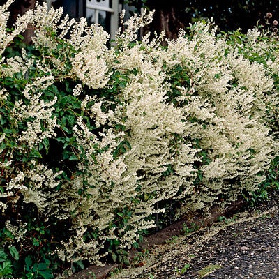Silver Lace Vine - Image 2