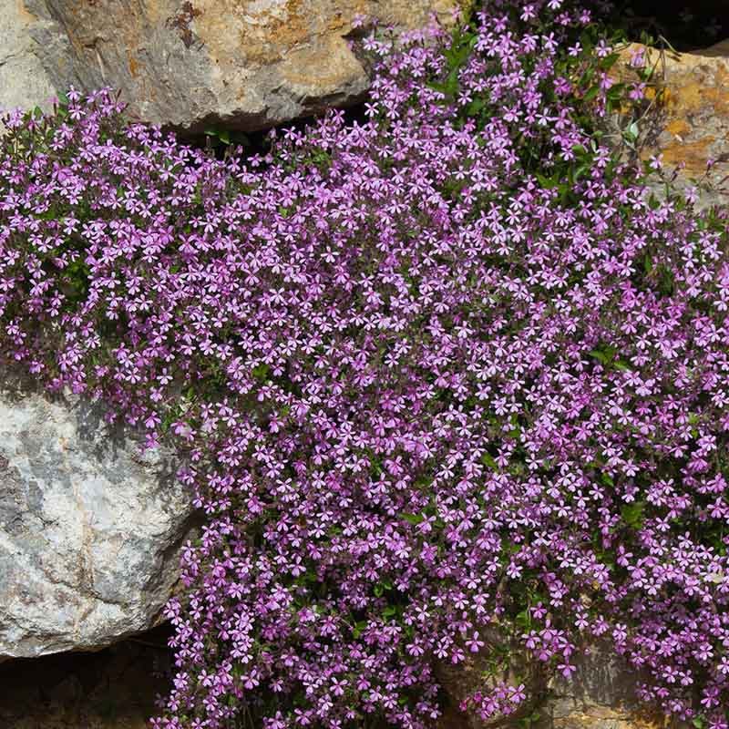 Rock Soapwort