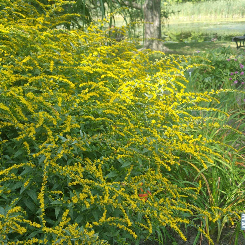 Fireworks Goldenrod