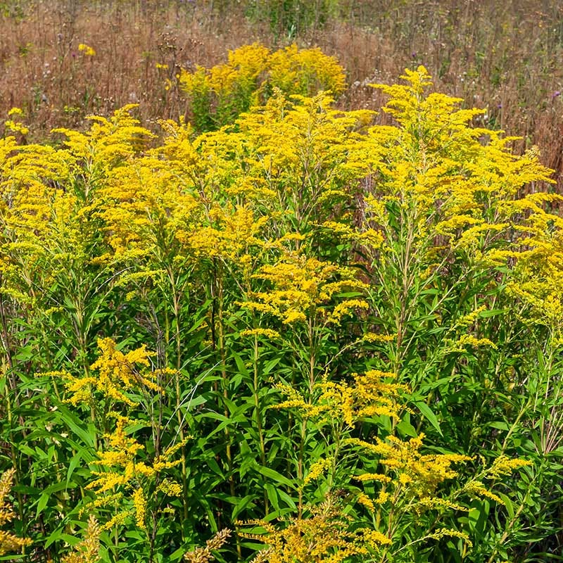 Ecoregion Native Plant Collection - Southeastern USA Plains - Image 5