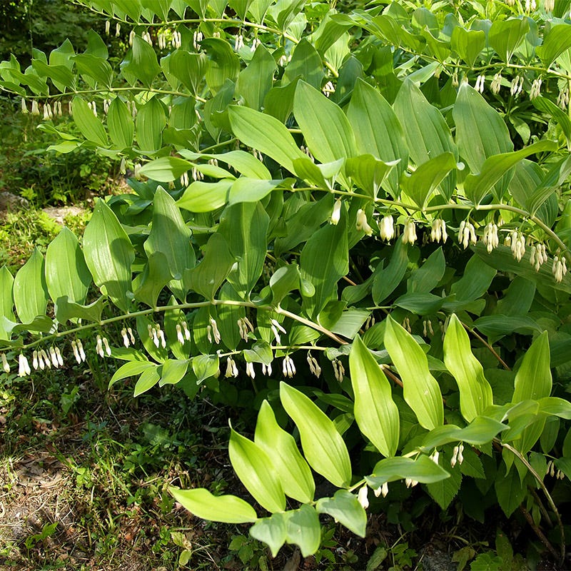 Solomon's Seal - Image 2