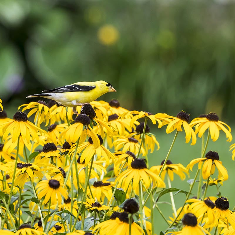 Ecoregion Native Plant Collection - Southeastern USA Plains - Image 4