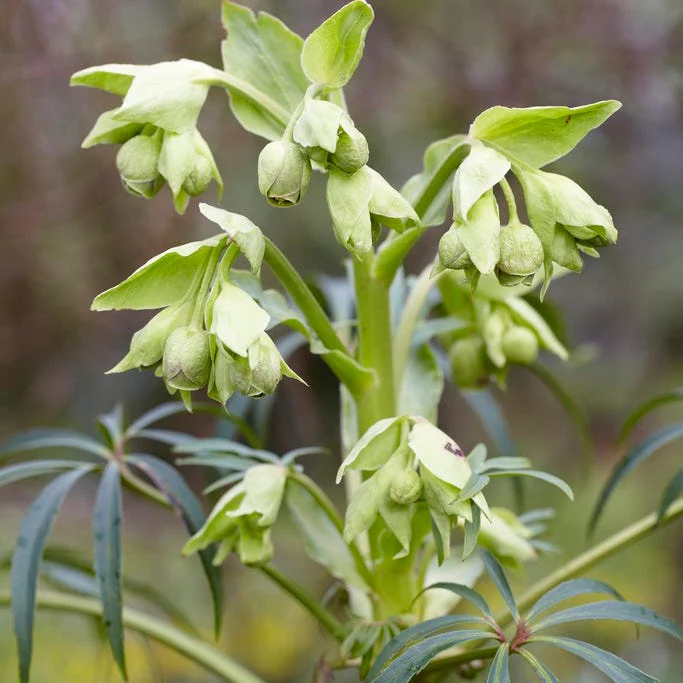 Stinking Hellebore - Image 2