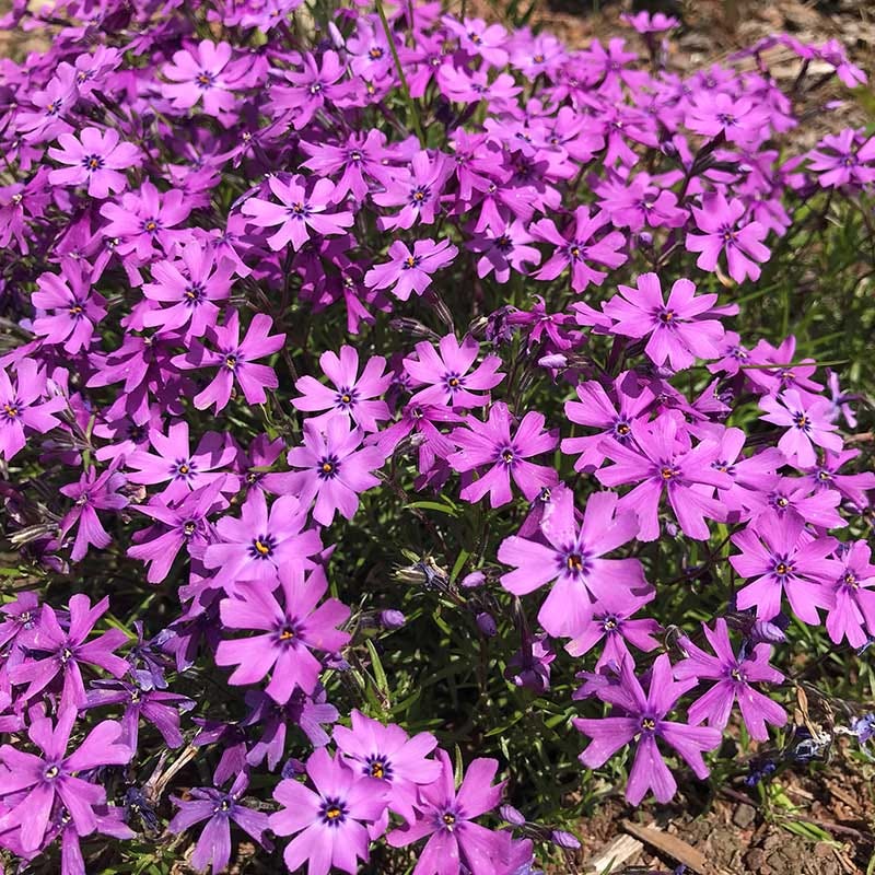 Sun Loving Tapestry Lawn Plant Collection - Image 4