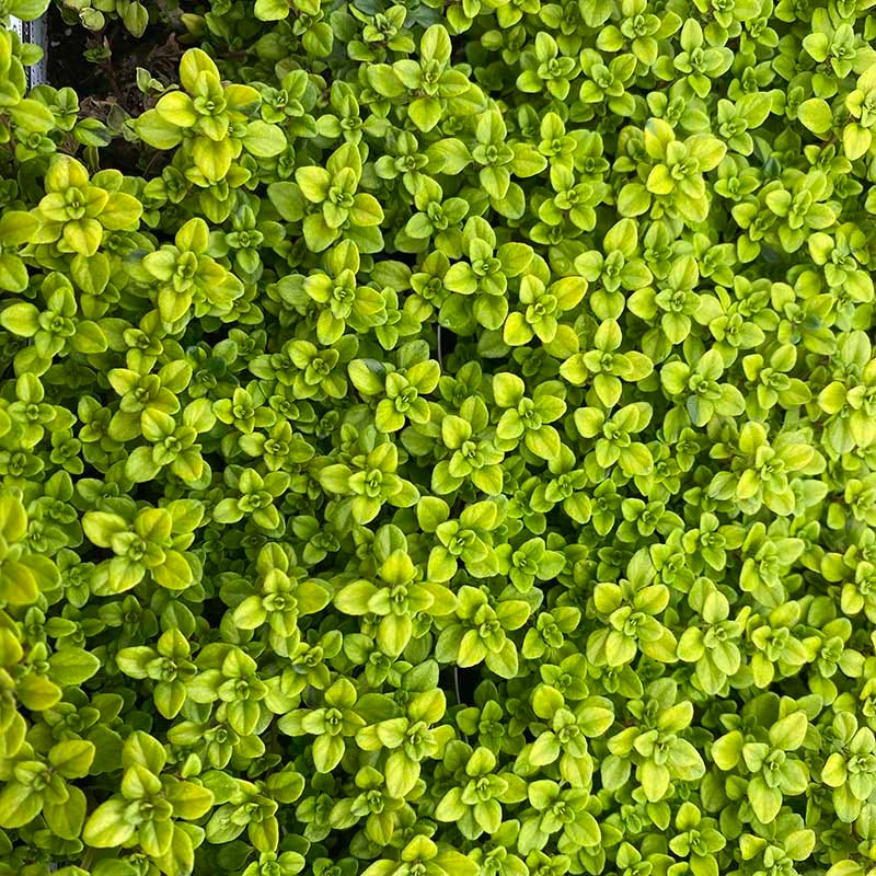 Sun Loving Tapestry Lawn Plant Collection - Image 6