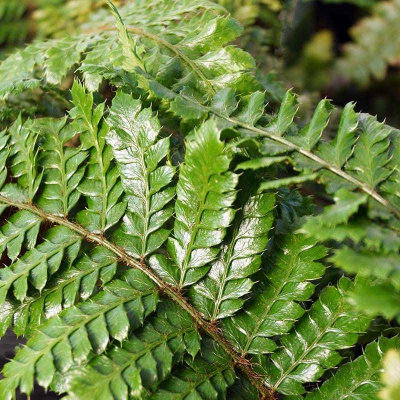 Tassel Fern - Image 4