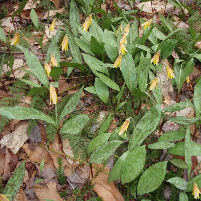 Trout Lily - Image 3