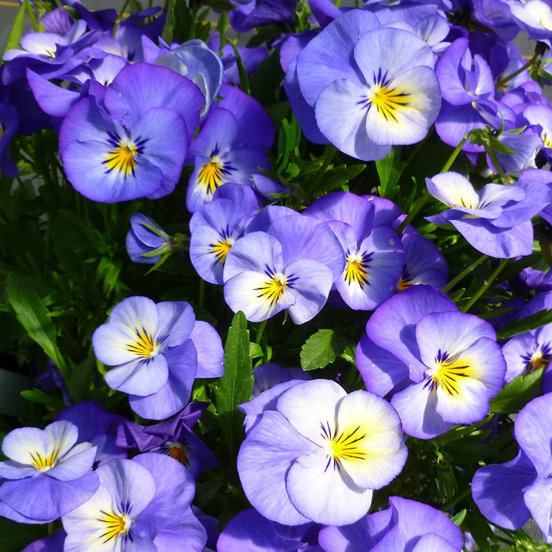 Halo Sky Blue Tufted Violet - Image 2