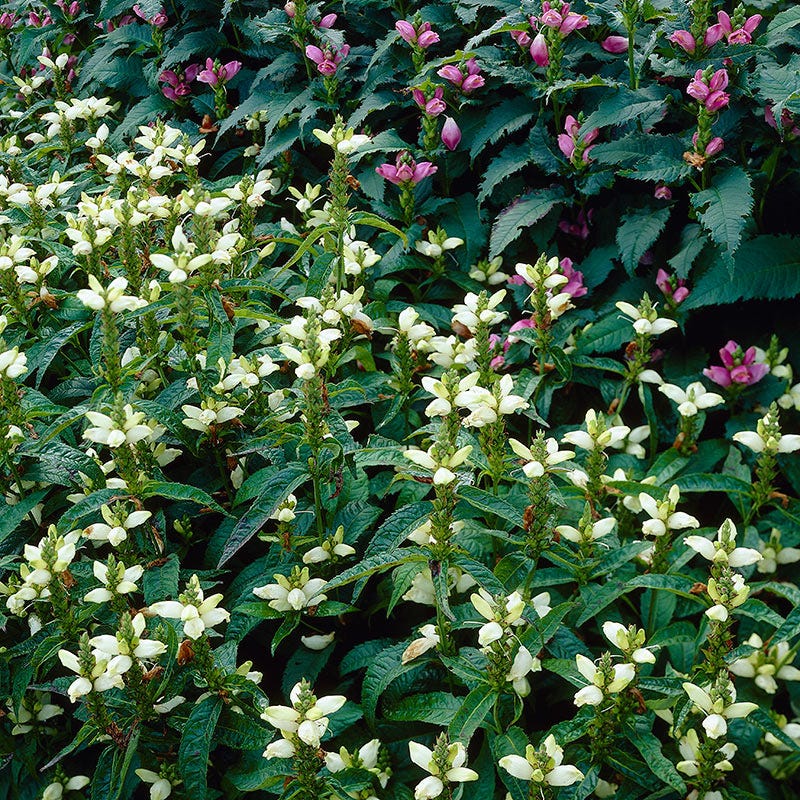 White Turtlehead - Image 2
