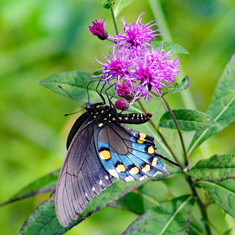 Lively Butterfly Meadow Native Pre-Planned Garden - Image 3