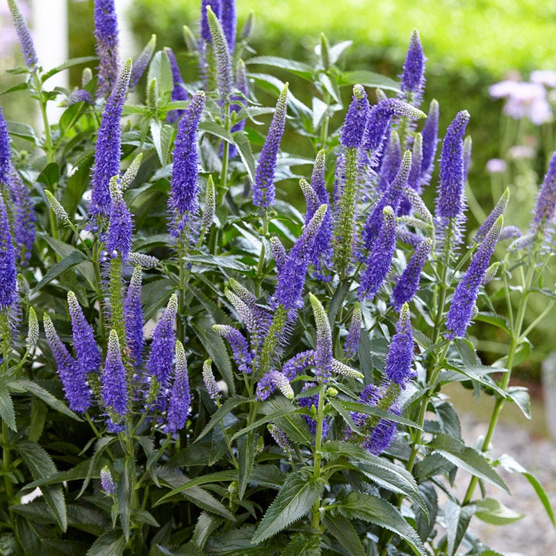 First Glory Veronica - Image 2
