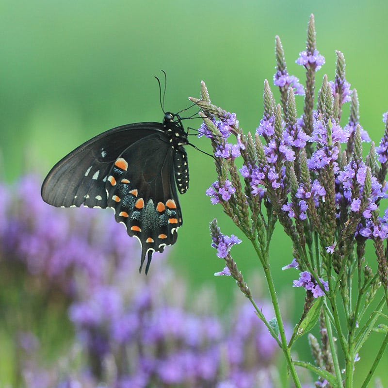Pollinator Meadow Native Plant Collection - Image 5