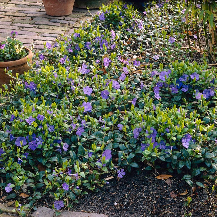 Vinca - Image 2