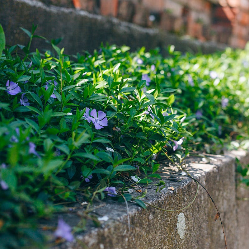 Vinca - Image 4