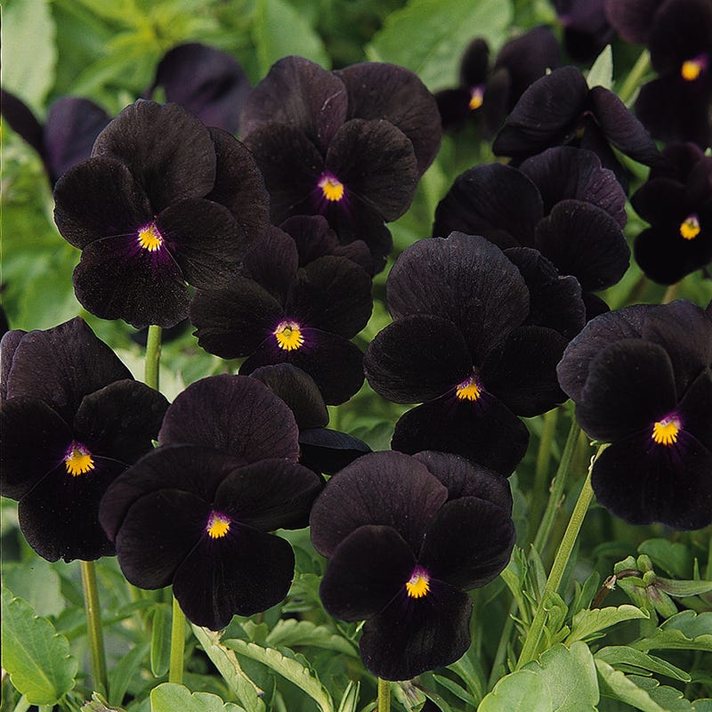 Sorbet® Black Delight Viola