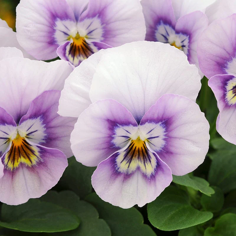 Sorbet® XP Pink Halo Viola - Image 2