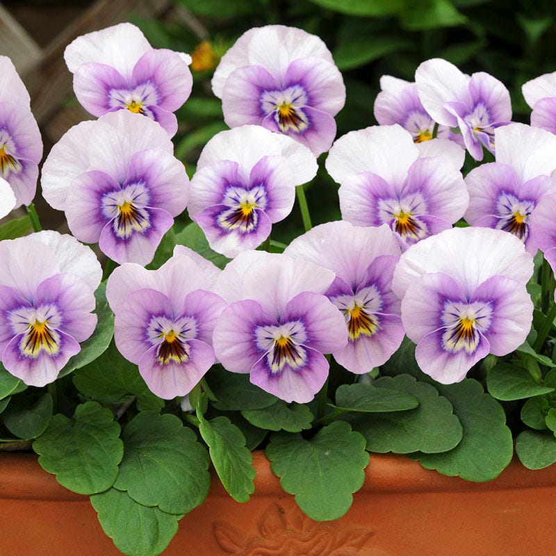 Sorbet® XP Pink Halo Viola - Image 3
