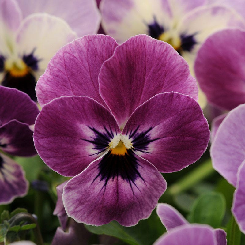 Sorbet® XP Raspberry Viola