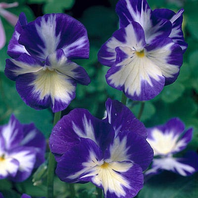 Rebecca Violet - Image 2