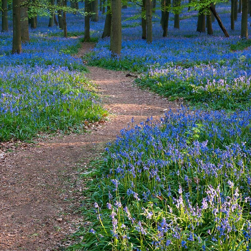 Serene Woodland Pre-Planned Garden - Image 4