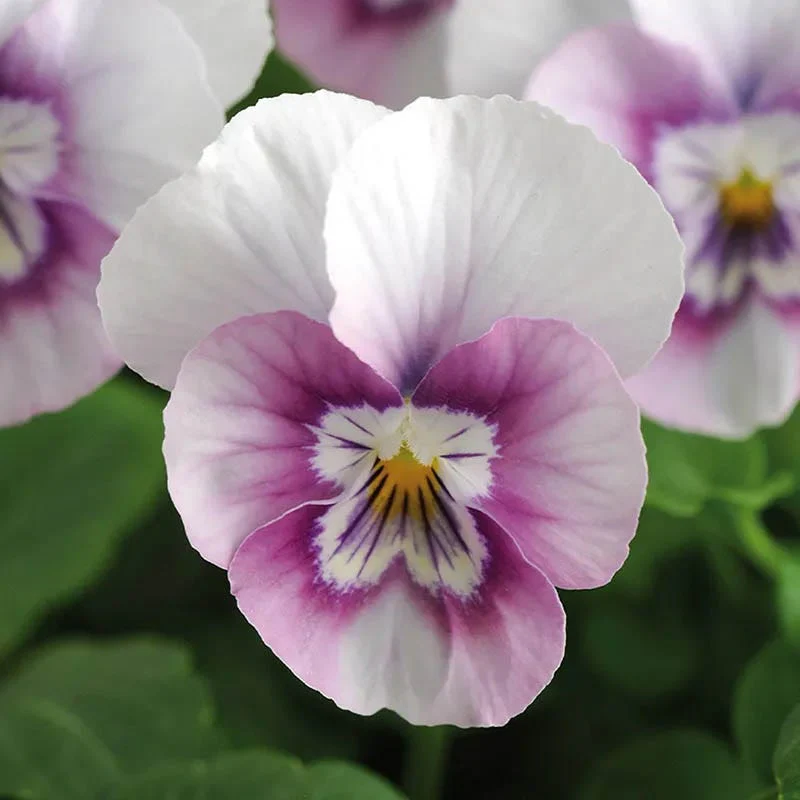 Vivid Viola Collection - Image 4