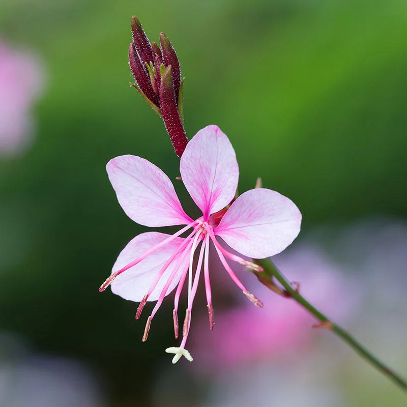 Passionate Rainbow Gaura - Image 2